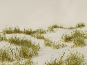 beach grass pack 3D Model