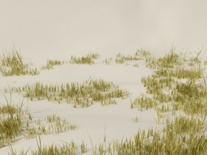 beach grass pack 3D Model