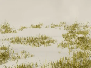 beach grass pack 3D Model