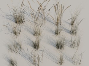 beach grass pack b 3D Model
