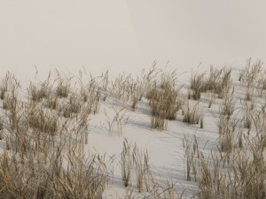 beach grass pack b 3D Model
