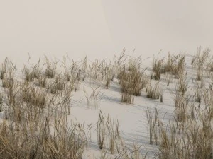 beach grass pack b 3D Model