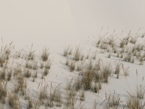 beach grass pack b 3D Model