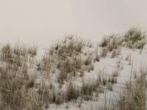 beach grass pack b 3D Model