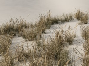beach grass pack b 3D Model