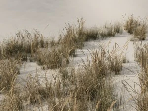 beach grass pack b 3D Model