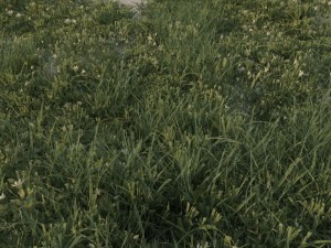 grass pack b 3D-Modell