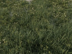 grass pack b 3D Model