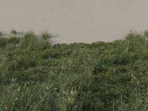 grass pack b 3D-Modell