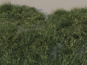 grass pack b 3D-Modell
