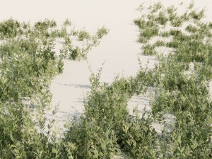 nordic forest plant c 3D 모델