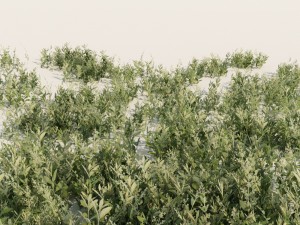 nordic forest plant c 3D 모델