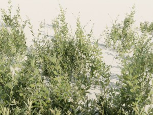 nordic forest plant c 3D 모델
