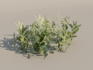 nordic forest plant c 3D 모델