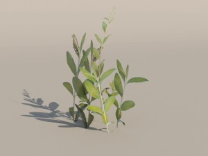 nordic forest plant c 3D 모델
