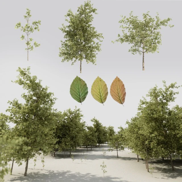 tree pack a 3D Model .c4d .max .obj .3ds .fbx .stl .blend 