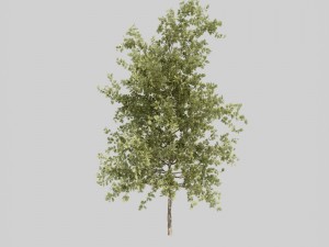 tree pack a 3D Model