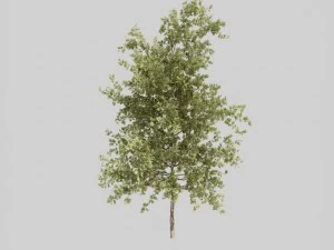 tree pack a 3D Model