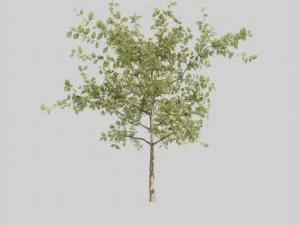 tree pack a 3D Model