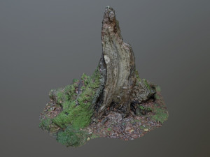 nature stump 10 3D Модель