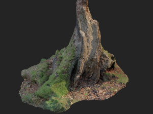 nature stump 10 3D Модель