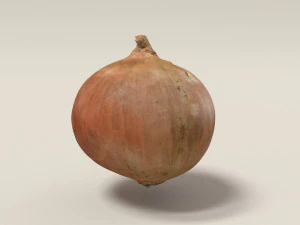 onion 3d scanned 3D Model