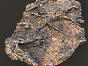 nature ground scan 001 Modello 3D