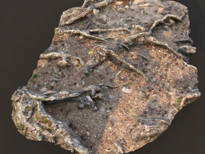 nature ground scan 001 3D Model