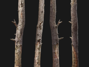 dead tree 3d scan 3D 모델