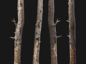 &ouml;l&uuml; ağa&ccedil; 3d tarama 3D Model