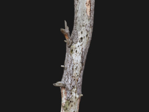 dead tree 3d scan Modelo 3D