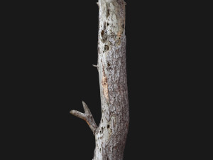 dead tree 3d scan Modelo 3D