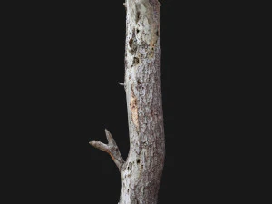 dead tree 3d scan 3D Model