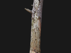 dead tree 3d scan Modelo 3D