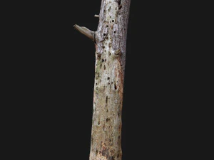 dead tree 3d scan 3D Model