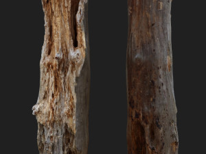 dead tree 3d scan - 3dscannatureasset0002 3D 模型