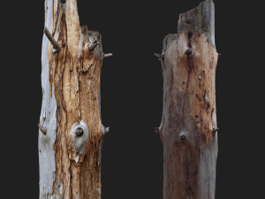 dead tree 3d scan - 3dscannatureasset0002 3D 模型