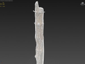 dead tree 3d scan - 3dscannatureasset0002 3D 模型