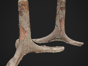 dead tree 3d scan 4 3D 모델