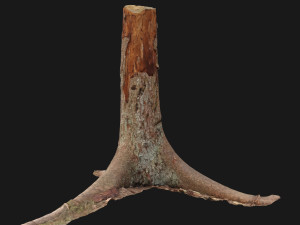 dead tree 3d scan 4 3D Model
