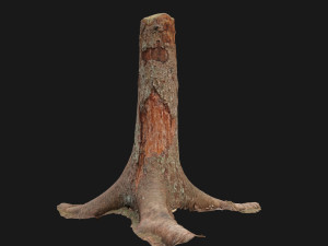 dead tree 3d scan 4 3D Model