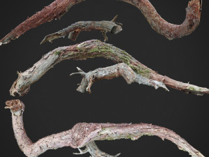 dead twisted tree 3d scan 5 3D Model