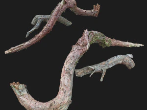 dead twisted tree 3d scan 5 3D Model