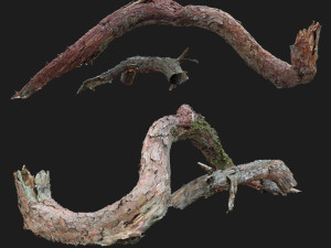 dead twisted tree 3d scan 5 Model 3D