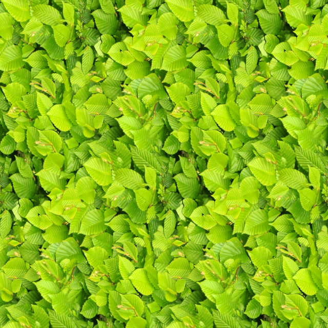 leaf texture CG Tekstury .c4d .max .obj .3ds .fbx .stl .blend 