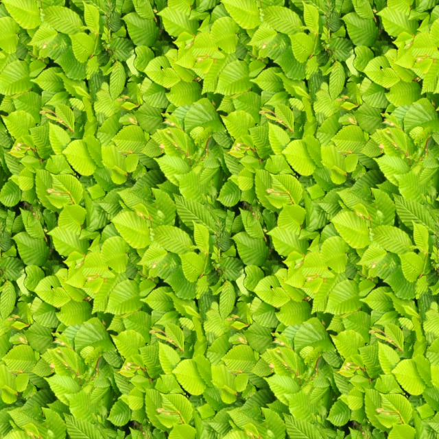 Blattstruktur CG Texturen .c4d .max .obj .3ds .fbx .stl .blend 