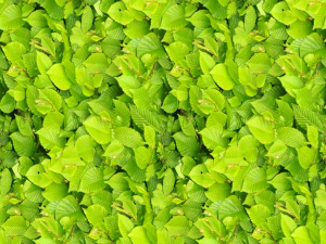 texture des feuilles CG Textures