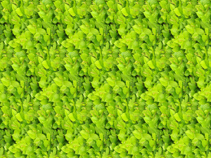 leaf texture CG Tekstury
