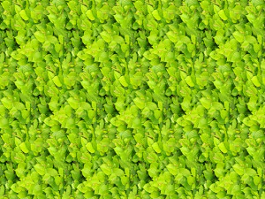 Blattstruktur CG Texturen