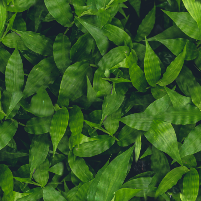 leaf texture CG Textures .c4d .max .obj .3ds .fbx .stl .blend 